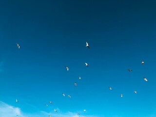 birds flying into sunset sky