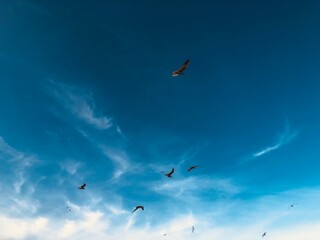 birds flying into sunset sky