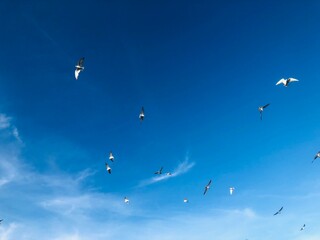 birds flying into sunset sky