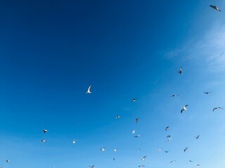 birds flying into sunset sky