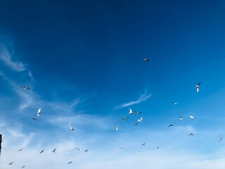 birds flying into sunset sky