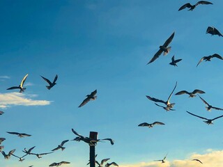 birds flying into sunset sky