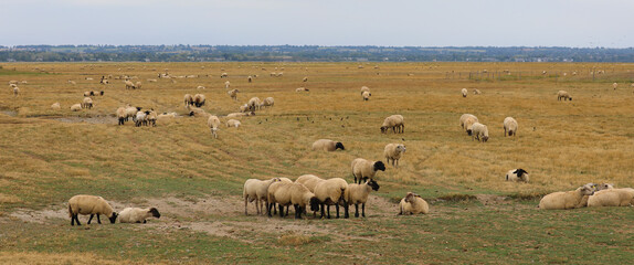 Fototapeta na wymiar France Suffolk sheep with black head and woolly fleece grazing