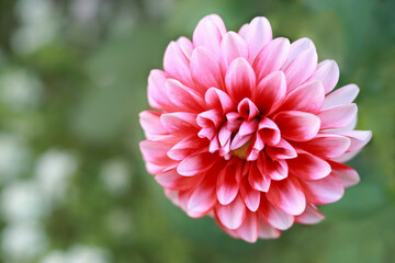 Pink Dahlia flower head on green defocused background. Dahlia petals closeup. Pink Dahlia blooming. Big summer flower. Copy space. Greeting card. Valentine's day. 