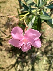 pink oleander flowers