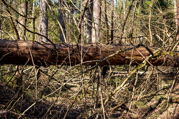 Naklejka na ściany i meble A fallen large dry spruce in the forest, an impenetrable windbreak