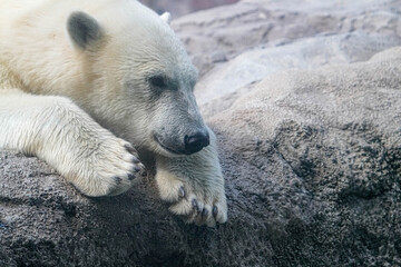 野生動物