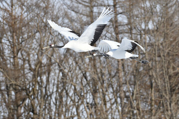 Bird watching, red-crowned crane, in
 winter