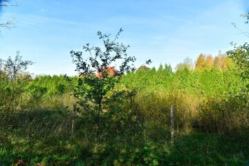 Cimes des conifères sous le soleil de fin de journée d'automne au domaine provincial de Bokrijk au Limbourg 