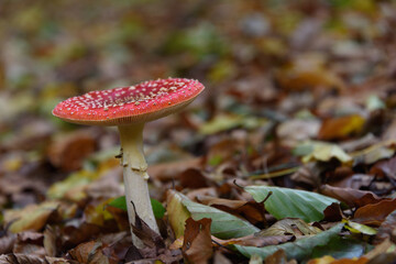Fly Agaric (Amanita muscaria) with a bright red cap with white spots and white gills, seen from aside between autumn leaves in green, brown, yellow colours. in close-up.