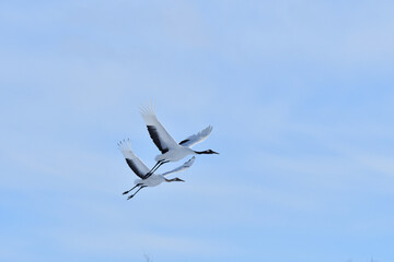 Fototapeta premium Bird watching, red-crowned crane, in winter