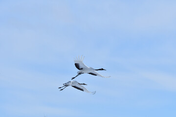 Fototapeta premium Bird watching, red-crowned crane, in winter