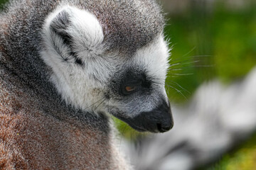 野生動物