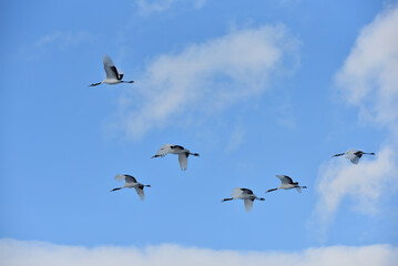 Bird watching, red-crowned crane, in
 winter