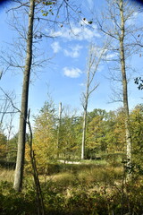 Arbres morts dans la réserve naturelle au domaine provincial de Bokrijk au Limbourg 
