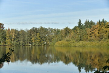 Fototapeta na wymiar Forêt dense en automne autour des étangs de la réserve naturelle du domaine provincial de Bokrijk au Limbourg 