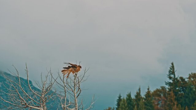 Eaglet flies off a branch