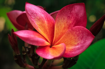 plumeria frangipani flower bloom in the garden. Plumeria frangipani has red color. Plumeria frangipani is relaxation icon flower