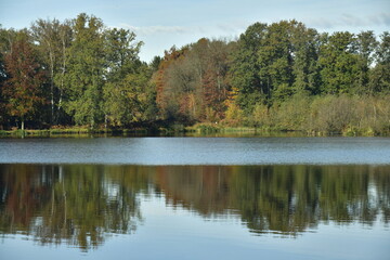 Fototapeta na wymiar Forêt dense en automne autour des étangs de la réserve naturelle du domaine provincial de Bokrijk au Limbourg 