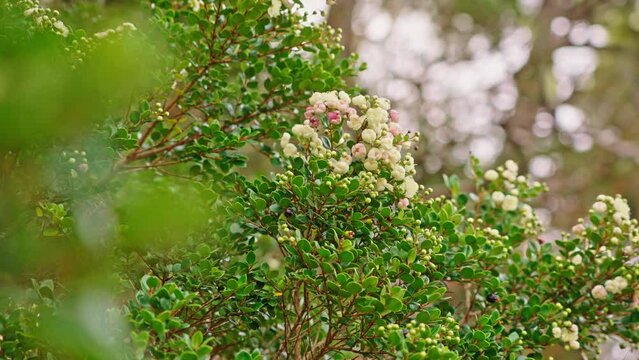 Close up of the Arrayan Tree Flower