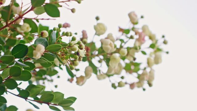 Close up of the Arrayan Tree Flower