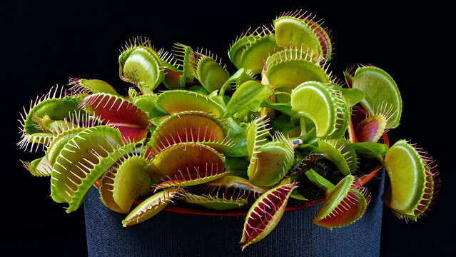 American Venus flytrap Dionaea shooting close up.