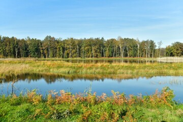 Zone de marécages et forêt à la réserve naturelle au domaine provincial de Bokrijk au Limbourg 