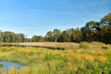 Les marais sauvages en automne à la réserve naturelle de Bokrijk au Limbourg 