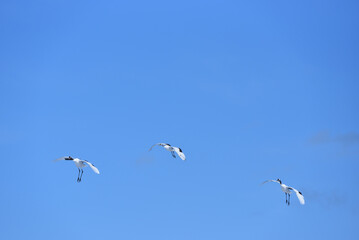 Bird watching, red-crowned crane, in
 winter