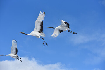 Bird watching, red-crowned crane, in
 winter - obrazy, fototapety, plakaty