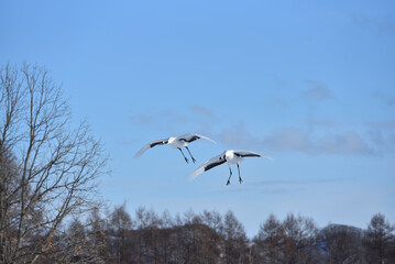 Fototapeta premium Bird watching, red-crowned crane, in winter