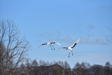 Bird watching, red-crowned crane, in
 winter