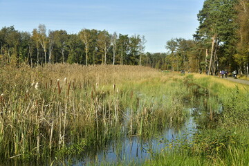 Les marais sauvages en automne à la réserve naturelle de Bokrijk au Limbourg 