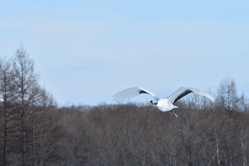 Fototapeta premium Bird watching, red-crowned crane, in winter