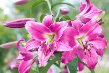 Large Lilies. Lilium belonging to the Liliaceae. Blooming pink tender Lily flower . Pink Stargazer Lily flowers background. Closeup of pink stargazer Lilies and green foliage. Asiatic Lily