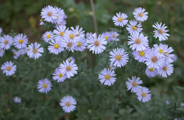 Aster flowers in the garden. Selective focus. Nature