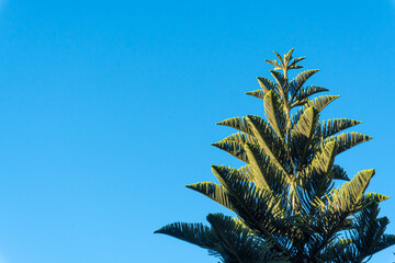 Norfolk Island pine (Araucaria cookii) on clear gradient blue background.