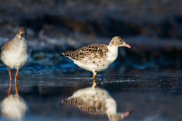 Shorebird - Philomachus pugnax, Ruff on spring time, migratory bird Poland Europe