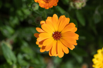 Close up of a common marigold (calendula officinalis) flower in bloom