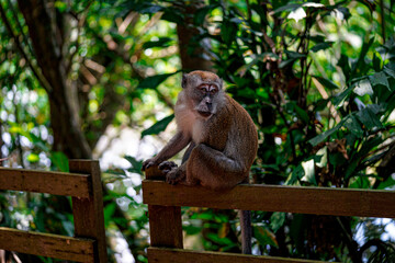 macaque sitting on a fence
