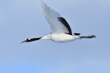 Obraz premium Bird watching, red-crowned crane, in winter