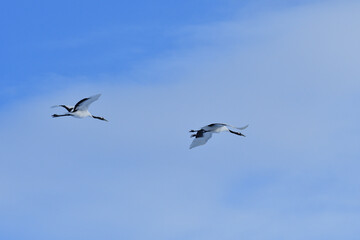 Bird watching, red-crowned crane, in
 winter