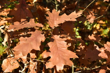 Feuilles brunes d'un arbuste à l'arboretum de Bokrijk au Limbourg
