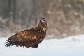 Birds of prey - Majestic predator White-tailed eagle, Haliaeetus albicilla in Poland wild nature