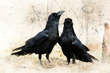 beautiful raven Corvus corax sitting on the branch North Poland Europe, old vintage filters - halloween