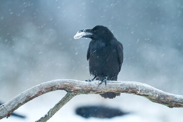 Bird beautiful raven Corvus corax North Poland Europe - obrazy, fototapety, plakaty
