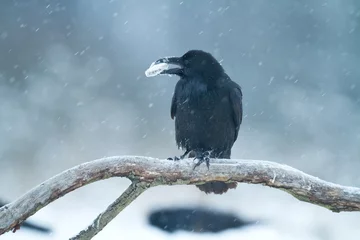 Photo sur Plexiglas Europe du nord Bird beautiful raven Corvus corax North Poland Europe
