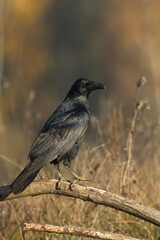 Bird beautiful raven Corvus corax North Poland Europe