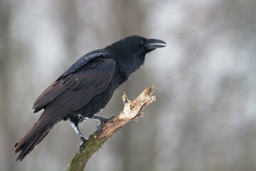 Bird beautiful raven Corvus corax North Poland Europe