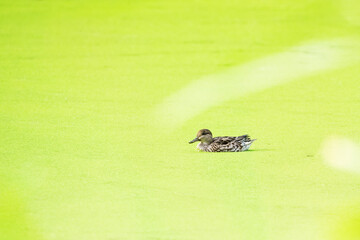 Duck swims. Green pond algae